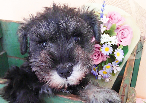 ミニチュアシュナイザー