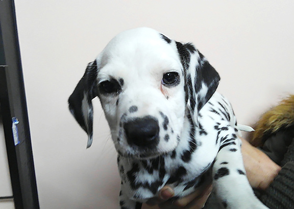 ダルメシアン