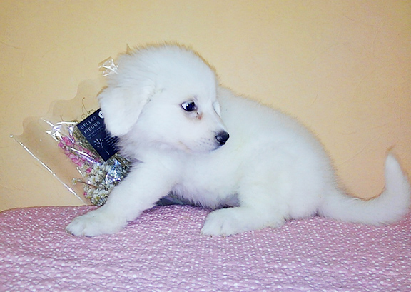 グレートピレニーズ